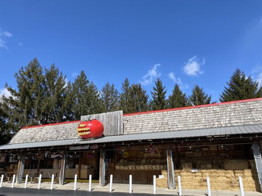 The Famous Tomato by null