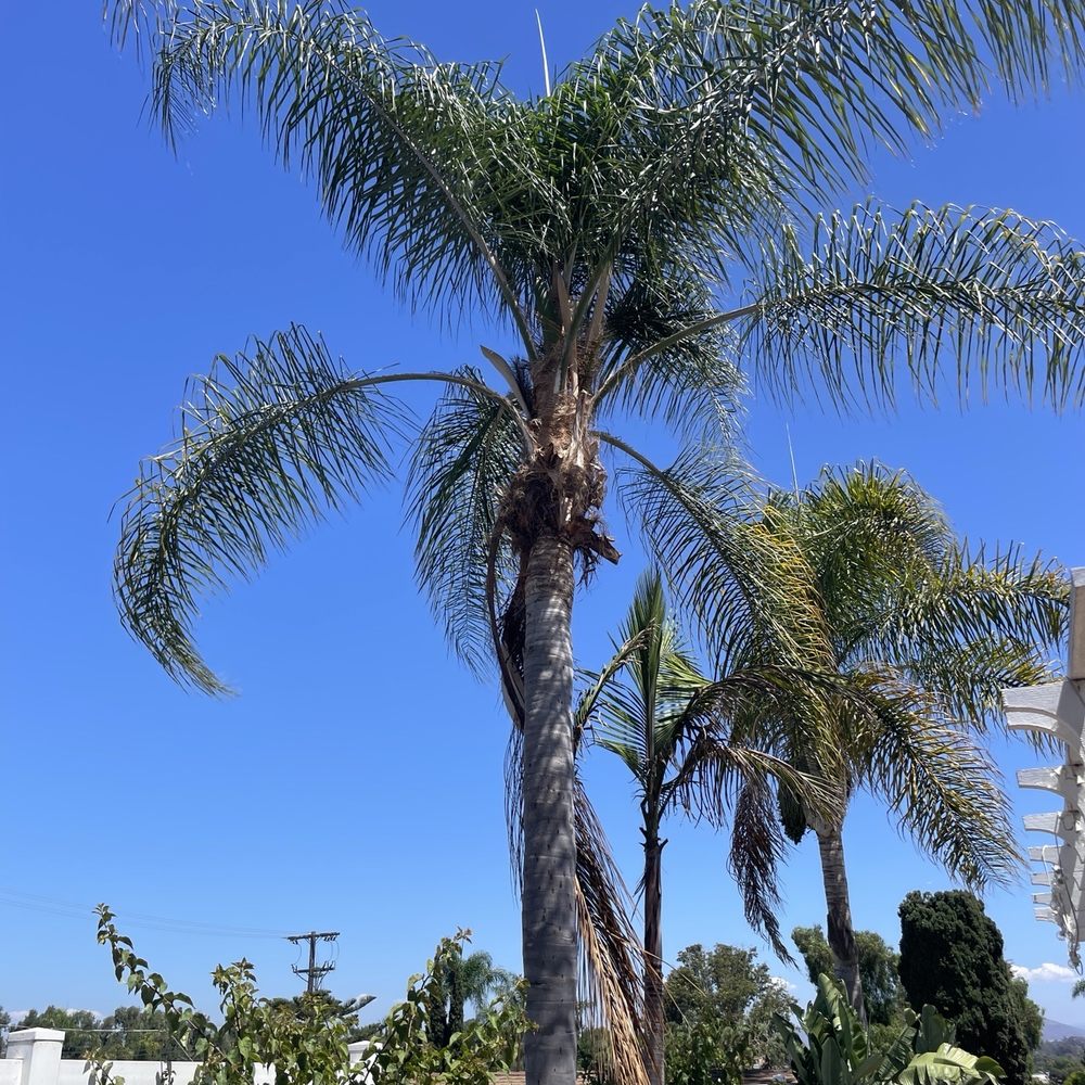 Backyard Palm Tree