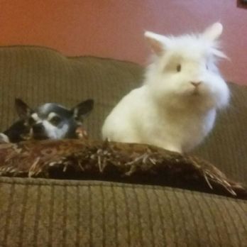 Acton's Groomingdales - Fur babies looking there best at Groomingdales! - Pet Groomers Near Me - Acton, California