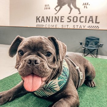 Kanine Social - Bars Near Me - Jacksonville, Florida