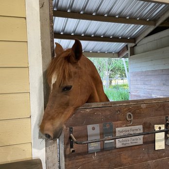 Solstice Farms - Safe cozy stalls - Horseback Riding Near Me - Houston, Texas Solstice Farms - Safe cozy stalls - Horseback Riding Near Me - Houston, Texas