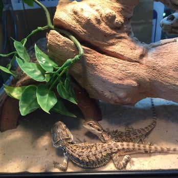 Sensational Pets - Baby bearded dragons. So cute! - Pet Stores Near Me - Santa Barbara, California Sensational Pets - Baby bearded dragons. So cute! - Pet Stores Near Me - Santa Barbara, California