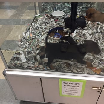 Everything Pets - Pet Stores Near Me - Albany, New York