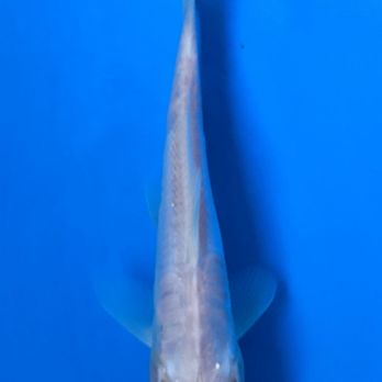 Demi Koi - Local Fish Stores Near Me - Temple City, California Demi Koi - Local Fish Stores Near Me - Temple City, California
