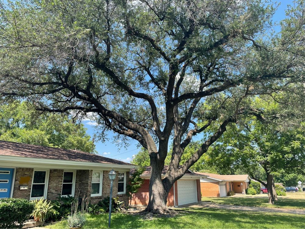 Forty Knots Tree and Landscaping - tree service in Fort Worth, TX