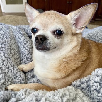 Just Food For Dogs - Another satisfied customer - Pet Stores Near Me - Costa Mesa, California Just Food For Dogs - Another satisfied customer - Pet Stores Near Me - Costa Mesa, California