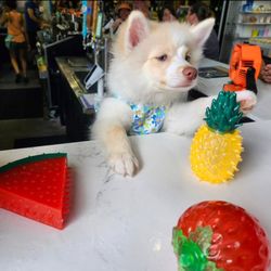 Liquid Remedy Bar - The puppy host, Lani Kai