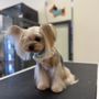 Photo of Pawsticcerie Pet Boutique