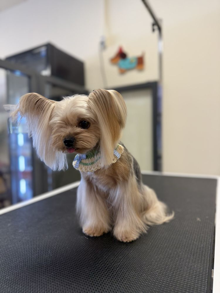 Pawsticcerie Pet Boutique - pet boarding facility in Edison, NJ