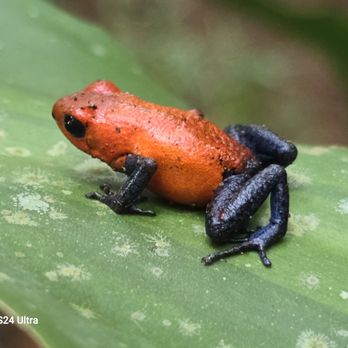 Fisheye Scuba - Poison dart frog - Scuba Diving Near Me - Granite Bay, California