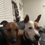 Photo of Your Dogs Home Away From Home