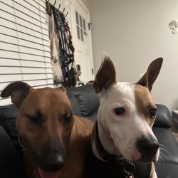Your Dogs Home Away From Home