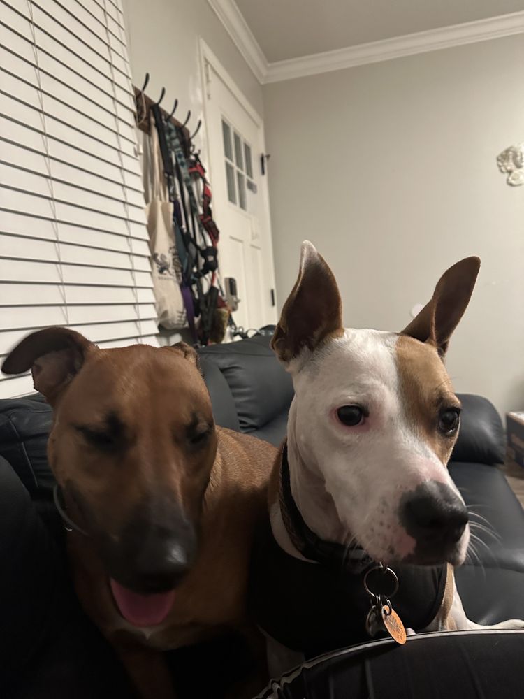 Your Dogs Home Away From Home - pet boarding facility in Los Angeles, CA