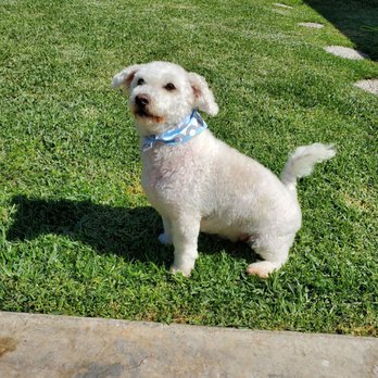 Mr Dog Mobile Grooming - Cookie after his bath. - Pet Groomers Near Me Mr Dog Mobile Grooming - Cookie after his bath. - Pet Groomers Near Me
