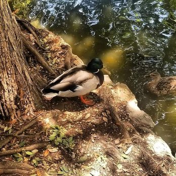 Averill Park - Parks Near Me - San Pedro, California