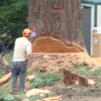 Md's Tree Service - face cut of a large redwood tree - Tree Services Near Me