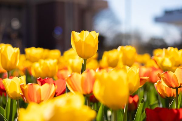 Wichita State University