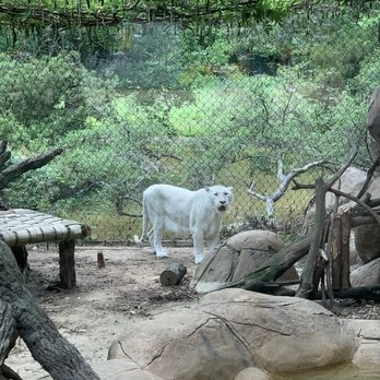 Caldwell Zoo - White lion he pretty chill - Zoos Near Me - Tyler, Texas