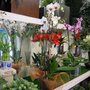 Photo of Flors Martha