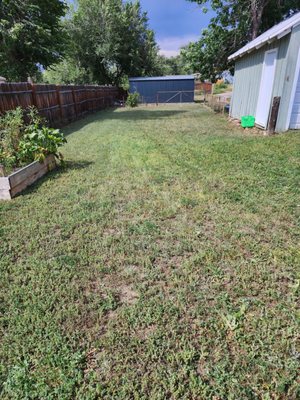 Backyard Cleanup - Trimmed the lawn , removed the weeds, removed tree suckers and removed the vines from the fence Backyard Cleanup - Trimmed the lawn , removed the weeds, removed tree suckers and removed the vines from the fence