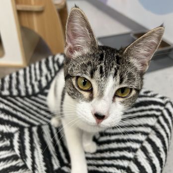Save the Meow Meows Cat Lounge - Pet Adoption Near Me - Yucca Valley, California