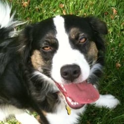 Tina The Dog Walker And Pet Sitter, Too
