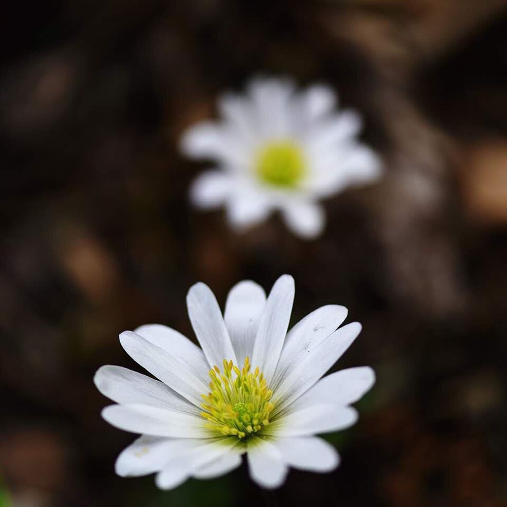Windflower Windflower