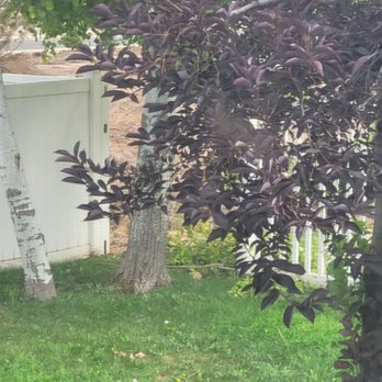 Super Trees - Trees to be removed - Tree Services Near Me - Riverton, Utah