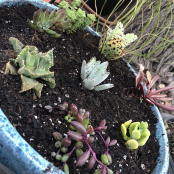 Cosentino's Nursery - Succulents - Nurseries & Gardening Near Me - Malibu, California Cosentino's Nursery - Succulents - Nurseries & Gardening Near Me - Malibu, California
