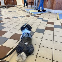 McLean Animal Hospital - Waiting for his sister