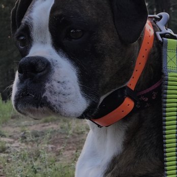 Canyon Pet Hospital - Veterinarians Near Me - Flagstaff, Arizona Canyon Pet Hospital - Veterinarians Near Me - Flagstaff, Arizona