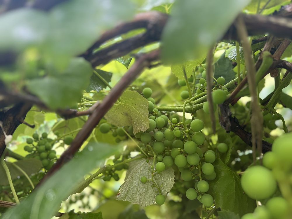 Waterman Winery And Vineyard - vineyard in Waterman, IL