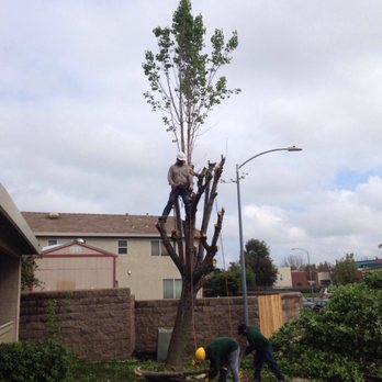 Sierra Valley Tree Service - Tree Services Near Me - Sacramento, California Sierra Valley Tree Service - Tree Services Near Me - Sacramento, California