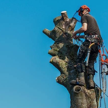 Neumann & Sons Tree Service - Tree Services Near Me Neumann & Sons Tree Service - Tree Services Near Me