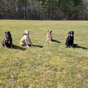 Rosco’s Doghouse Mobile Training - Pet Training Near Me Rosco’s Doghouse Mobile Training - Pet Training Near Me