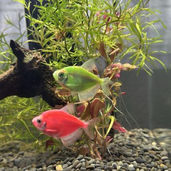 8888 Tropical Fish - Local Fish Stores Near Me - Westminster, California
