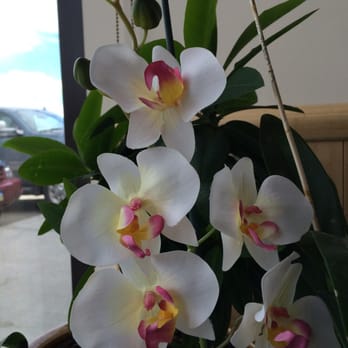 Thai Orchid Alaska - Says it all... - Thai Near Me - Anchorage, Alaska Thai Orchid Alaska - Says it all... - Thai Near Me - Anchorage, Alaska