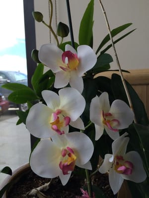 Thai Orchid Alaska by null