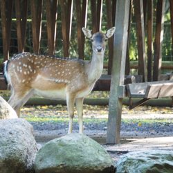 Tiergehege im Bürgerpark