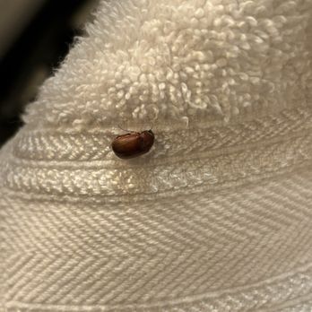 World Class Property Management - Infestation of unknown bugs in the clean towels - Vacation Rental Agents Near Me - Zephyr Cove, Nevada