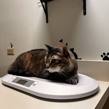 Alpine Animal Hospital - Veterinarians Near Me - Mountain View, California
