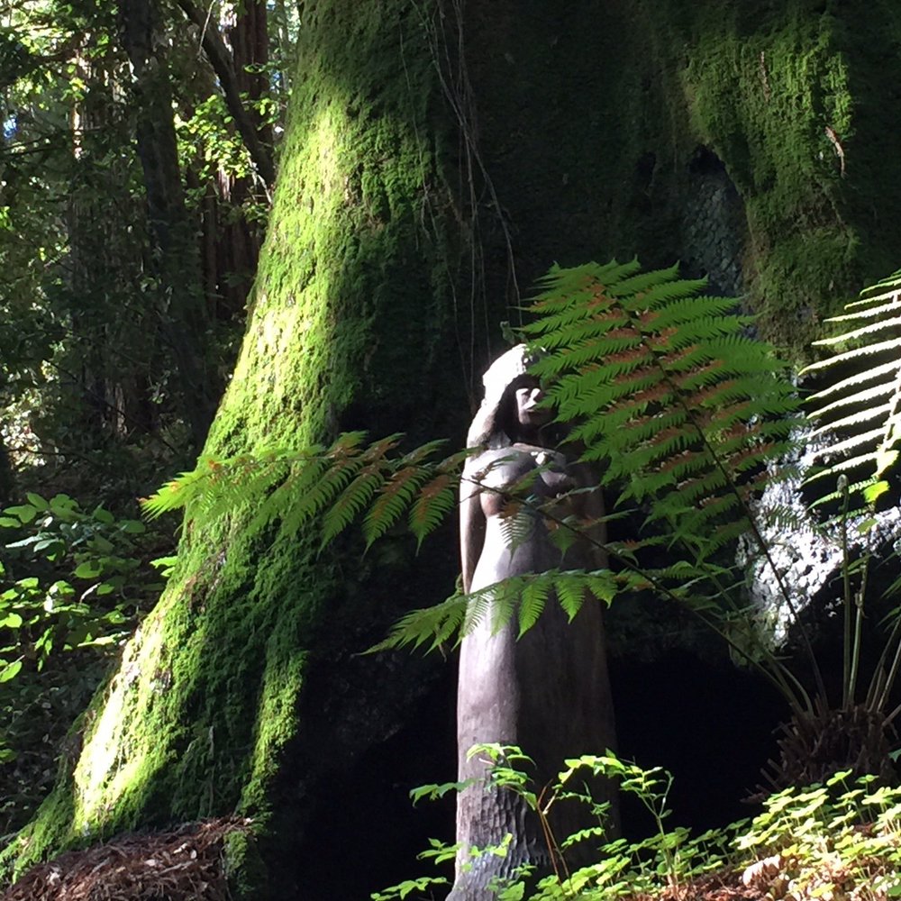 Byrne-Milliron Forest - Standing guard at the park entrance. - Hiking Near Me - Corralitos, California Byrne-Milliron Forest - Standing guard at the park entrance. - Hiking Near Me - Corralitos, California