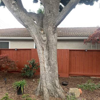 Golden Tree Company - The big tree - Tree Services Near Me - San Jose, California Golden Tree Company - The big tree - Tree Services Near Me - San Jose, California