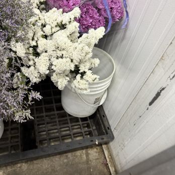 Florida Wholesale Florist - Florists Near Me - Orlando, Florida Florida Wholesale Florist - Florists Near Me - Orlando, Florida