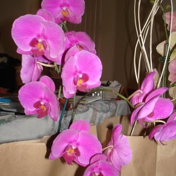 Orchid 2 Orchid - Florists Near Me - Los Angeles, California Orchid 2 Orchid - Florists Near Me - Los Angeles, California