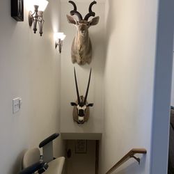 Golden Spiral Construction - Two trophy mounts