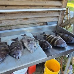 Freebird Charters