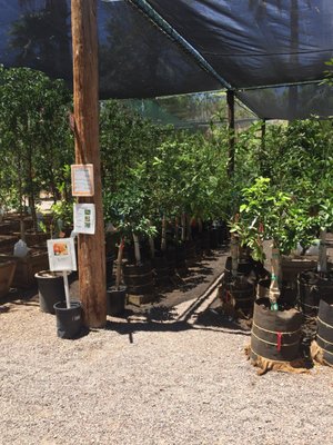 Greenfield Citrus Nursery Takeout Delivery 17 Photos 18 Reviews Nurseries Gardening 2558 E Lehi Rd Mesa Az Phone Number Yelp Greenfield Citrus Nursery Takeout