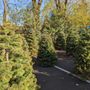Photo of Troop 999 Christmas Tree Lot