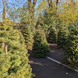 Troop 999 Christmas Tree Lot
